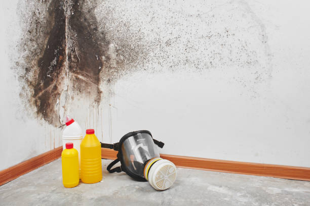 Best Localized Mold Remediation (e.g., coastal areas, humid climates) in Lyons, NJ