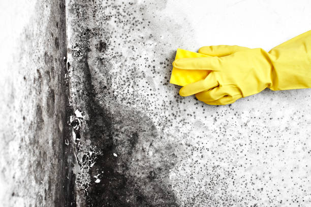Best HVAC Mold Remediation in Lyons, NJ