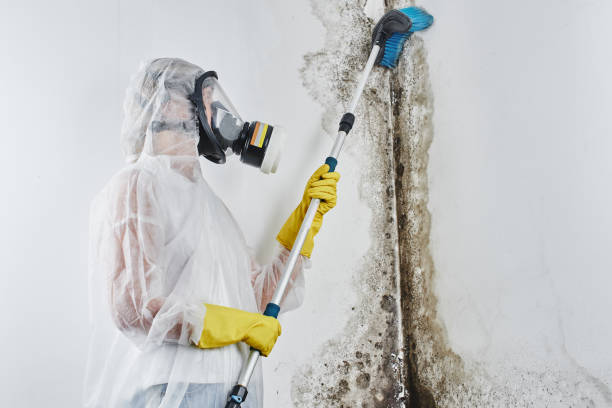 Best Mold Remediation for Specific Building Types in Lyons, NJ