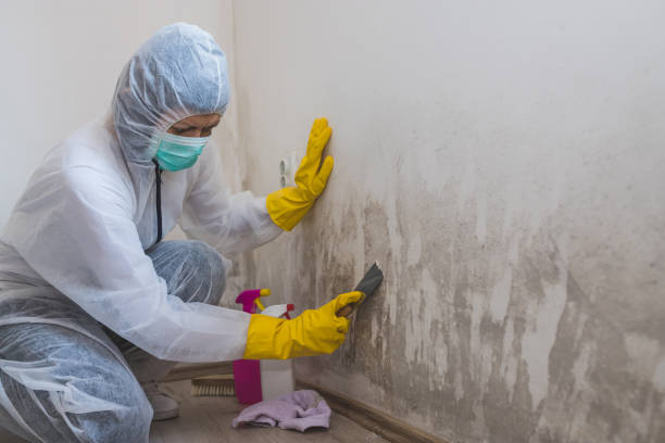 Lyons, NJ Mold Remediation Company