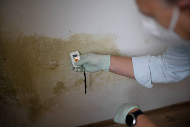 Best Kitchen Mold Remediation in Lyons, NJ
