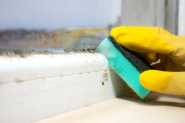 Best Post-Flood Mold Remediation in Lyons, NJ