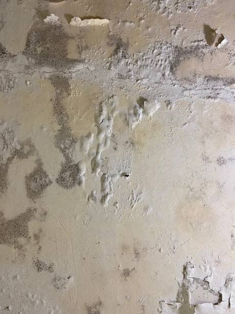 Best Basement Mold Remediation in Lyons, NJ
