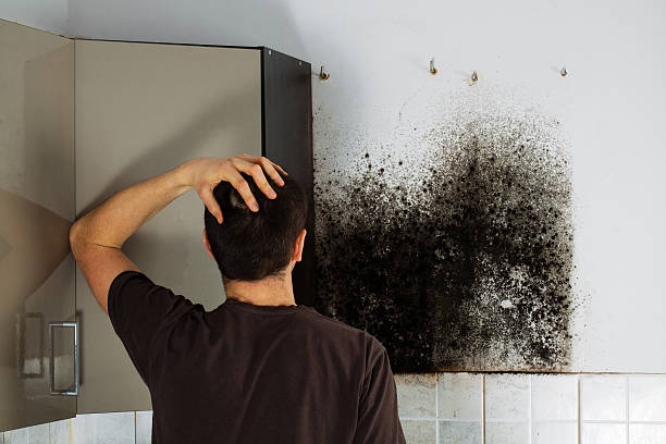 Best Attic Mold Remediation in Lyons, NJ